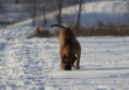 /album/anka/duinen-037a-jpg/
